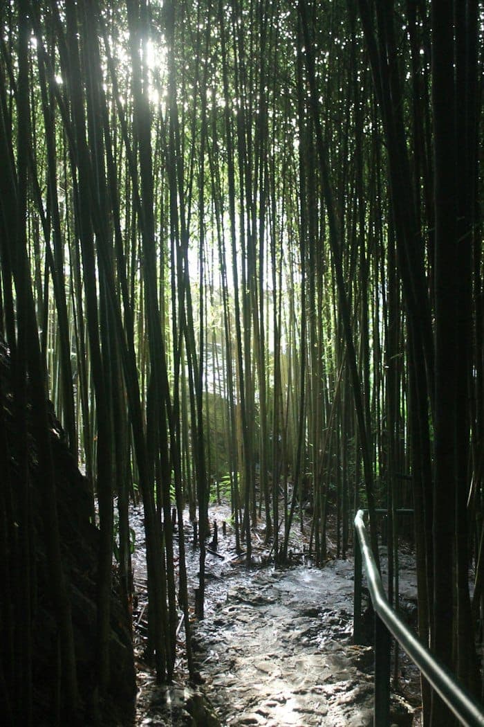 A narrow path between tall bamboo stalks